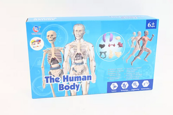 Model anatomiczny ludzkie ciało transparentne