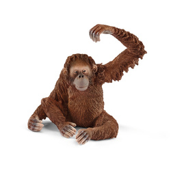 Orangutan samica SLH14775