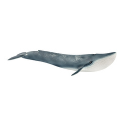 Płetwal błękitny SLH14806
